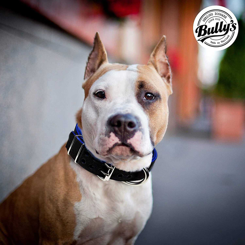Dog Collar for Large Dogs C539831