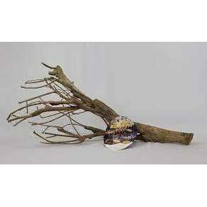 Mangrove Root Q409735