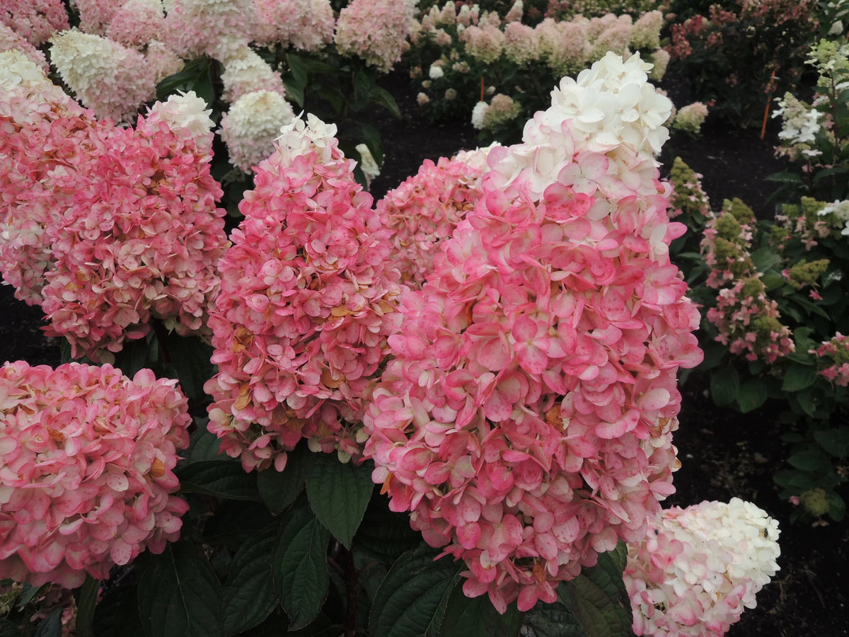 Hydrangea Y16172