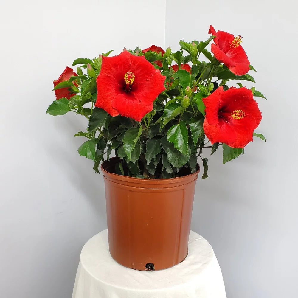 Red Hibiscus Bush Plant H185