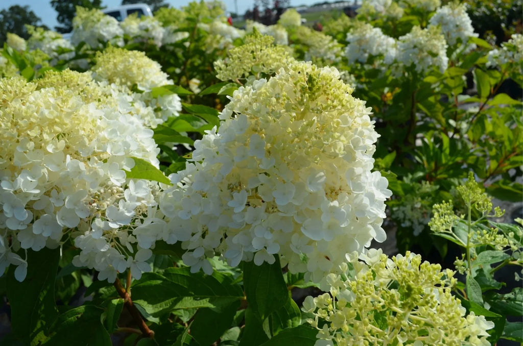 Hydrangea Y16172