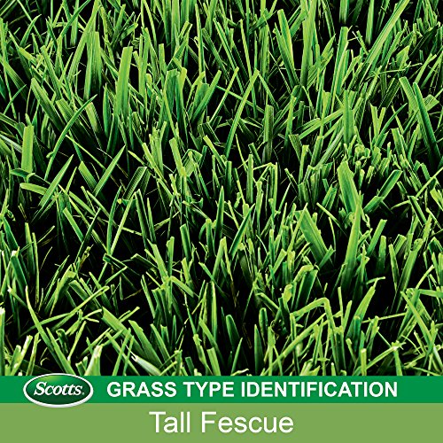 Tall Fescue Grass Seed Mix with Fertilizer and Soil Improver, 5.6 lbs. G1582