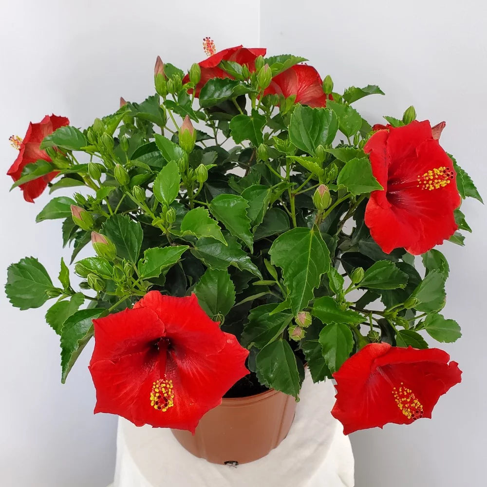 Red Hibiscus Bush Plant H185