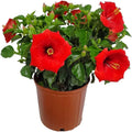 Red Hibiscus Bush Plant H185