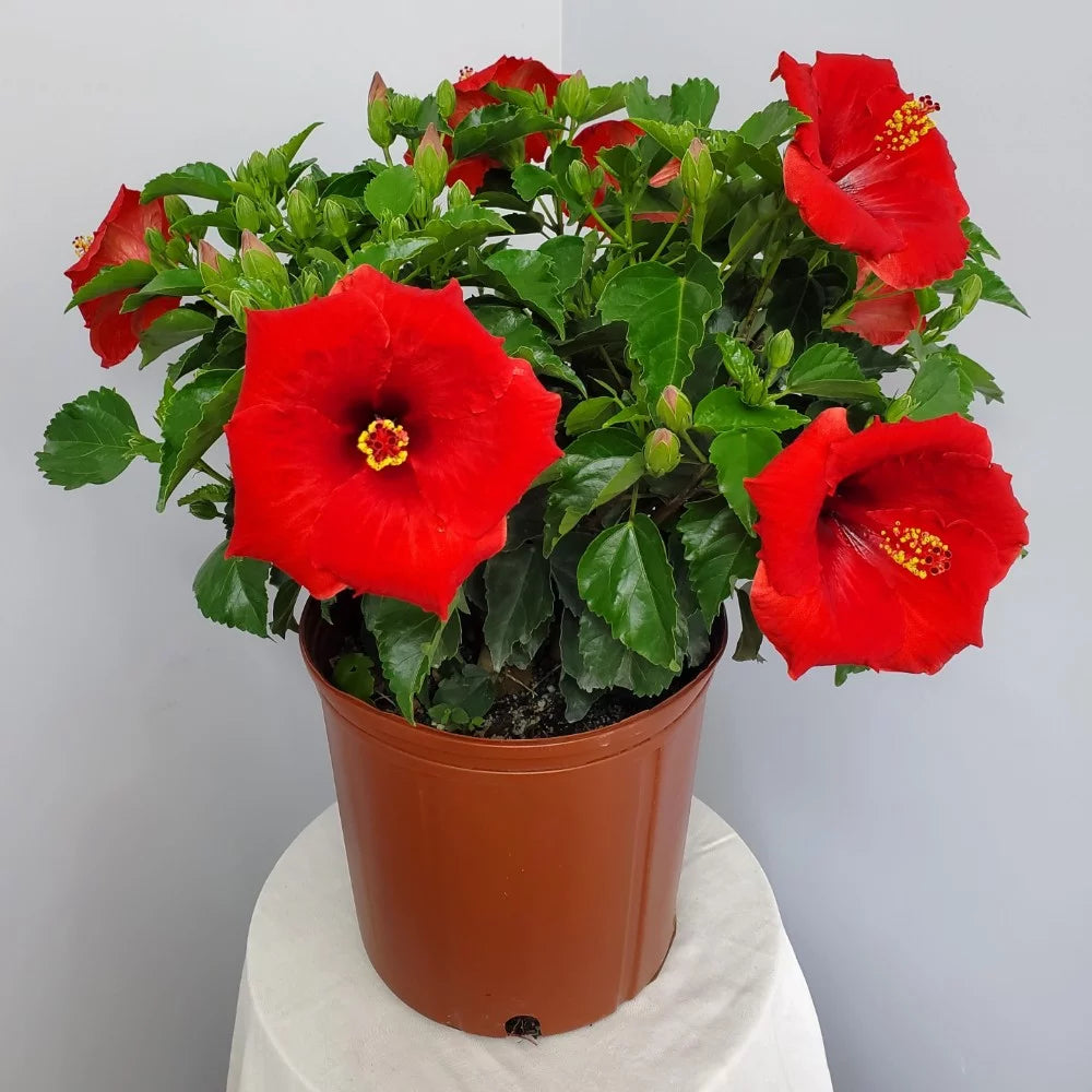 Red Hibiscus Bush Plant H185
