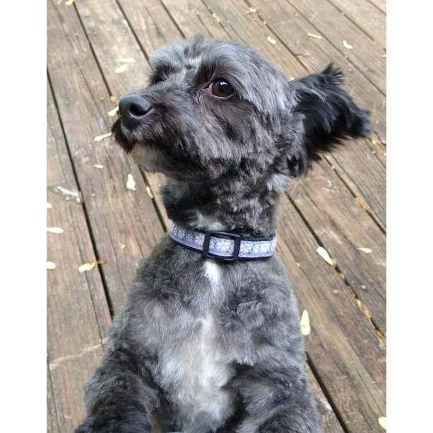 Dog Collar N63521