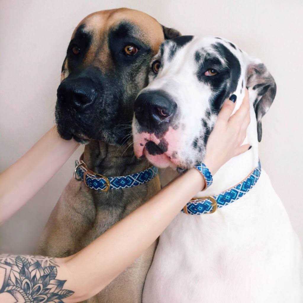 Dog Collar with Friendship Bracelet H51001