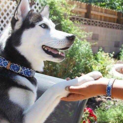 Dog Collar with Friendship Bracelet H51001