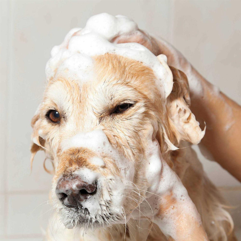 Oatmeal Coconut Lime Verbena Shampoo Concentrate M83213
